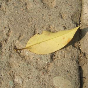 网站污黄操逼wwwwwwwwxxx
